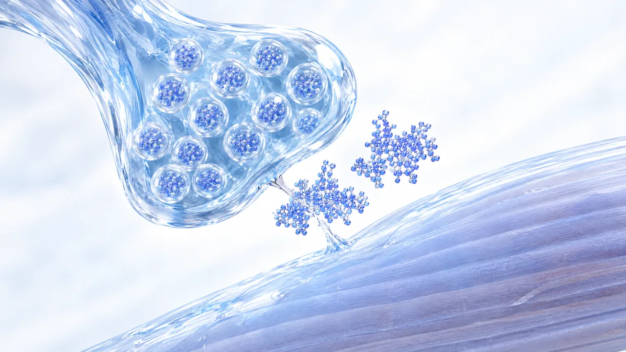 Glass nerve ending full of small vesicles above a bluish muscle fibre, two blue 3D protein models between them, one at a thin connecting strand