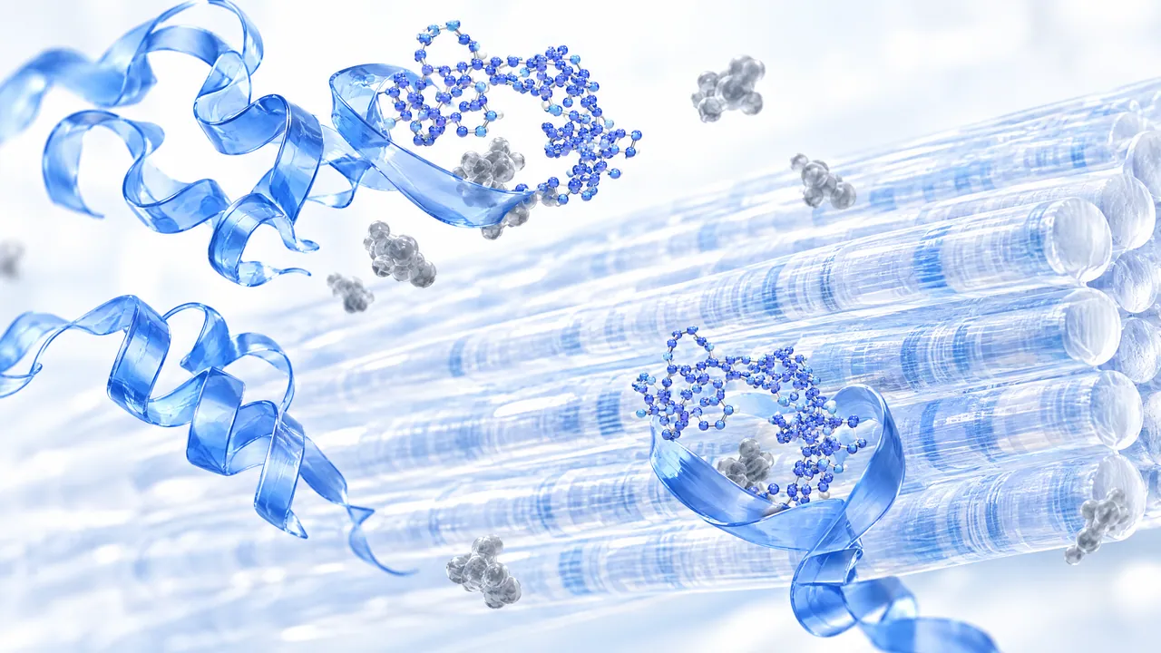 Glass model of parallel muscle fibres, next to blue protein ribbons capturing small grey molecules