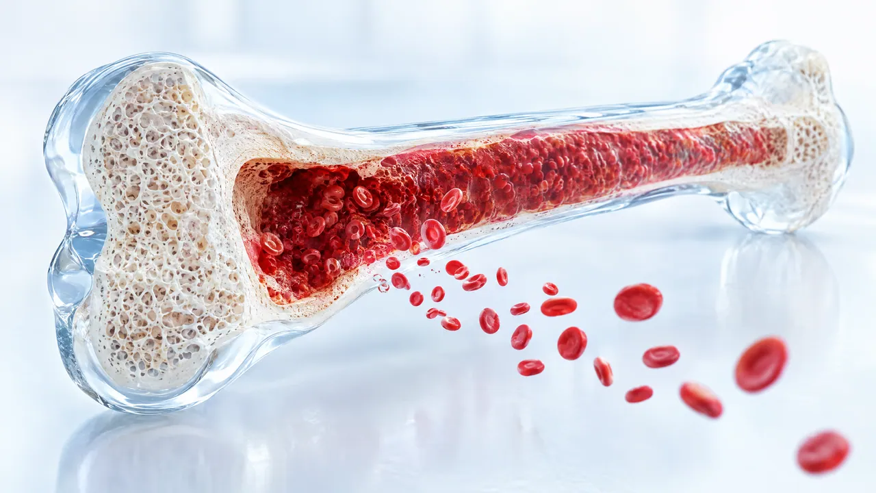 Cut-open glass long bone with red bone marrow from which red blood cells are falling out
